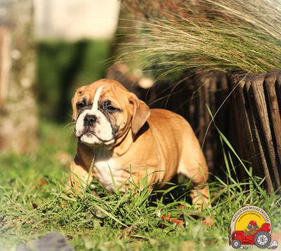 Les chiots de Bulldog continental