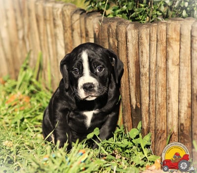 Les chiots de Bulldog continental