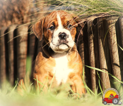 Les chiots de Bulldog continental
