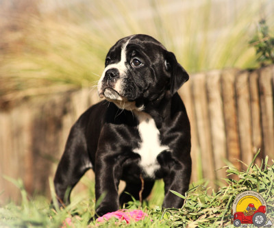 Les chiots de Bulldog continental