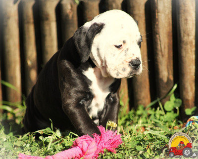 Les chiots de Bulldog continental