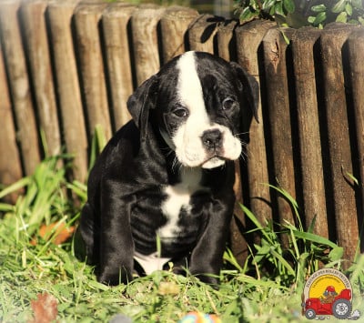 Les chiots de Bulldog continental
