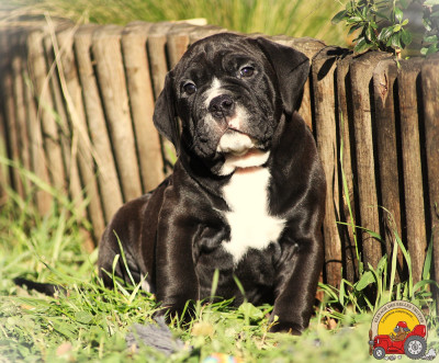 Les chiots de Bulldog continental