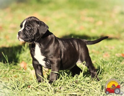 Les chiots de Bulldog continental