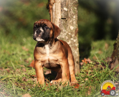 Les chiots de Bulldog continental