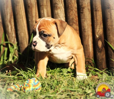 Les chiots de Bulldog continental