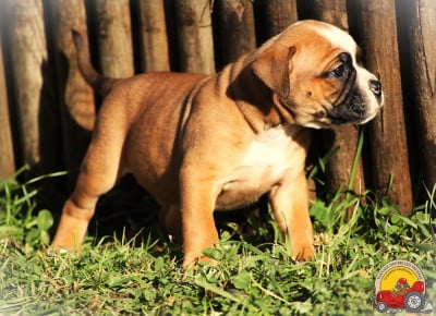 Les chiots de Bulldog continental