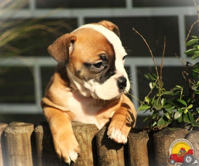 Les chiots de Bulldog continental
