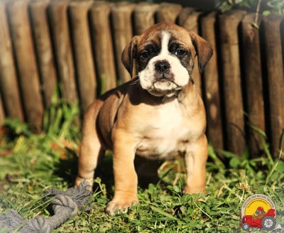 Les chiots de Bulldog continental