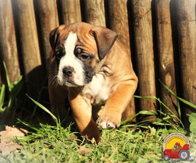 Les chiots de Bulldog continental
