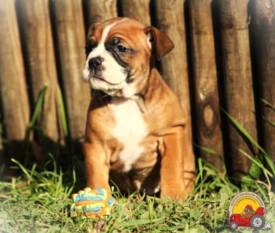 Les chiots de Bulldog continental
