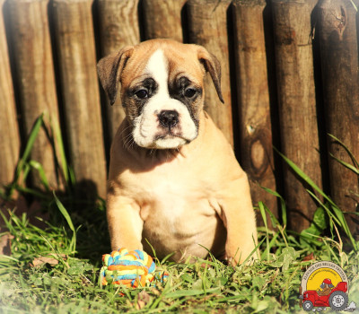 Les chiots de Bulldog continental