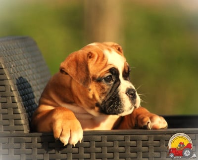 Les chiots de Bulldog continental