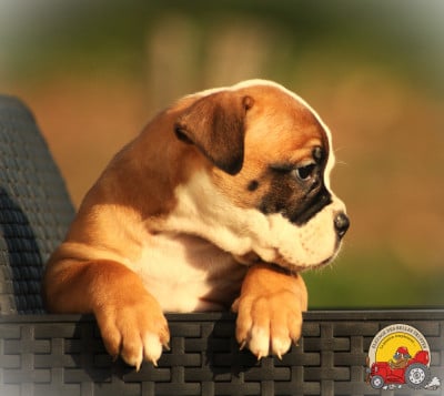 Les chiots de Bulldog continental