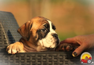 Les chiots de Bulldog continental