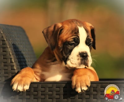 Les chiots de Bulldog continental
