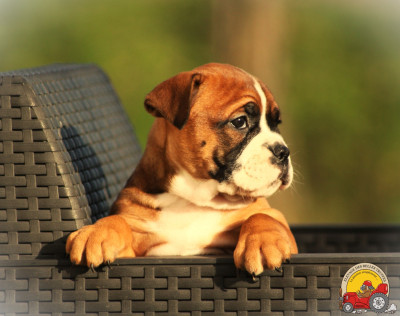 Les chiots de Bulldog continental