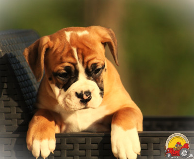 Les chiots de Bulldog continental