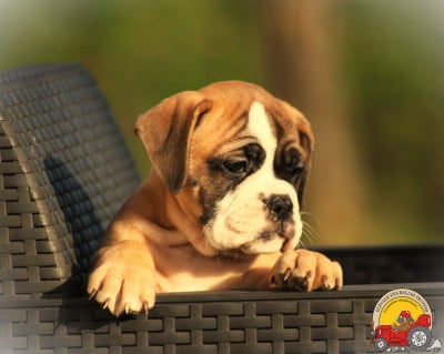 Les chiots de Bulldog continental