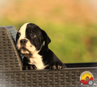 Les chiots de Bulldog continental