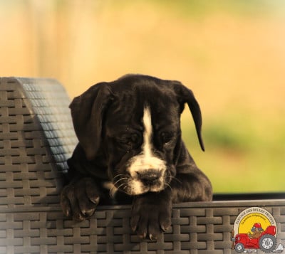 Les chiots de Bulldog continental