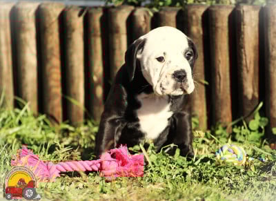 Les chiots de Bulldog continental
