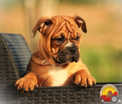 Les chiots de Bulldog continental