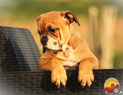 Les chiots de Bulldog continental