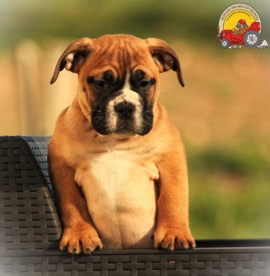 Les chiots de Bulldog continental