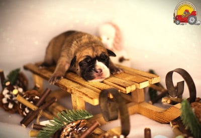 Les chiots de Bulldog continental