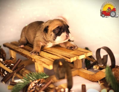 Les chiots de Bulldog continental