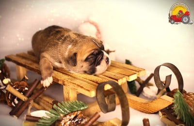 Les chiots de Bulldog continental