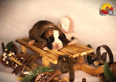 Les chiots de Bulldog continental