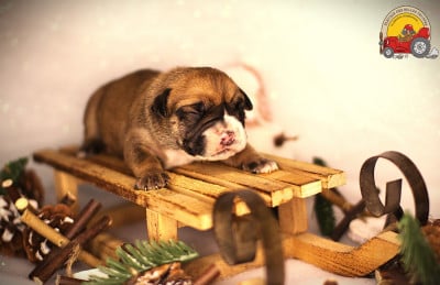 Les chiots de Bulldog continental