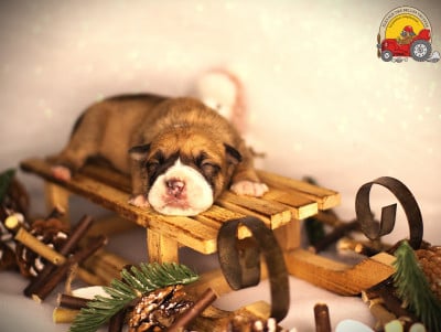 Les chiots de Bulldog continental