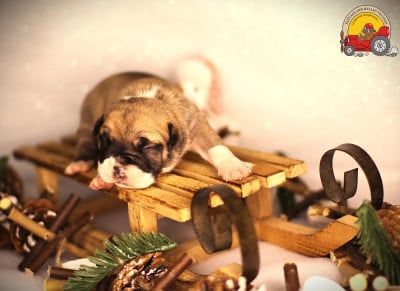 Les chiots de Bulldog continental