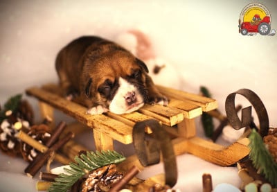 Les chiots de Bulldog continental