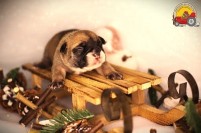 Les chiots de Bulldog continental