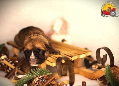 Les chiots de Bulldog continental