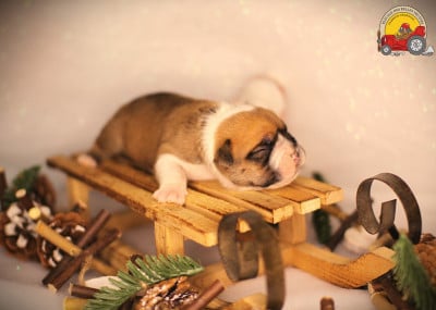 Les chiots de Bulldog continental