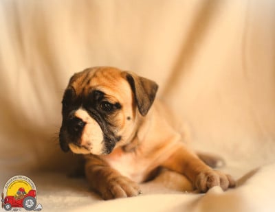 Les chiots de Bulldog continental