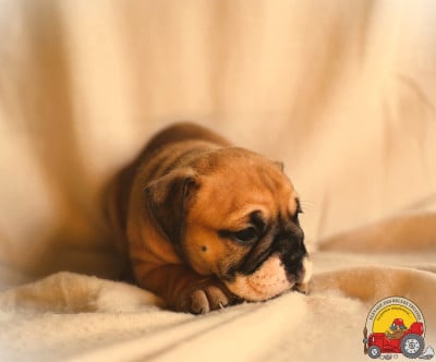 Les chiots de Bulldog continental