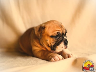 Les chiots de Bulldog continental
