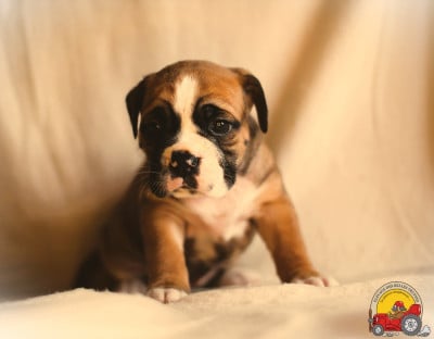 Les chiots de Bulldog continental