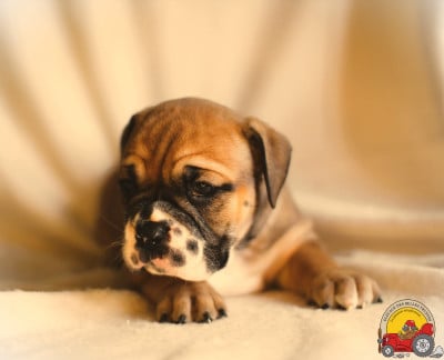 Les chiots de Bulldog continental