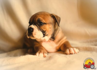 Les chiots de Bulldog continental