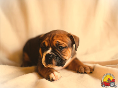 Les chiots de Bulldog continental