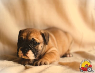 Les chiots de Bulldog continental