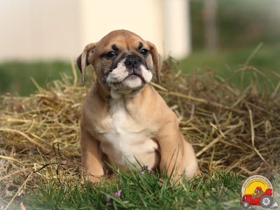 Les chiots de Bulldog continental