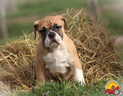 Les chiots de Bulldog continental